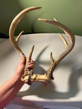 Ohio Deer Antler Mount Rack